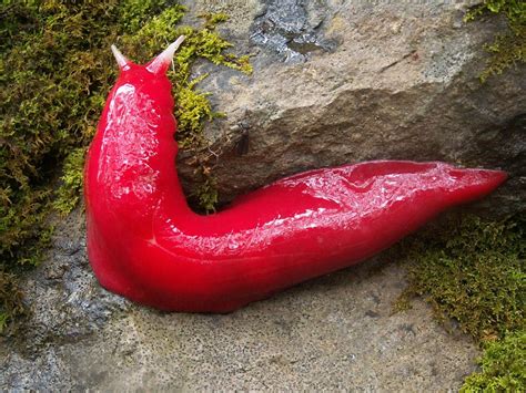 sexy slug